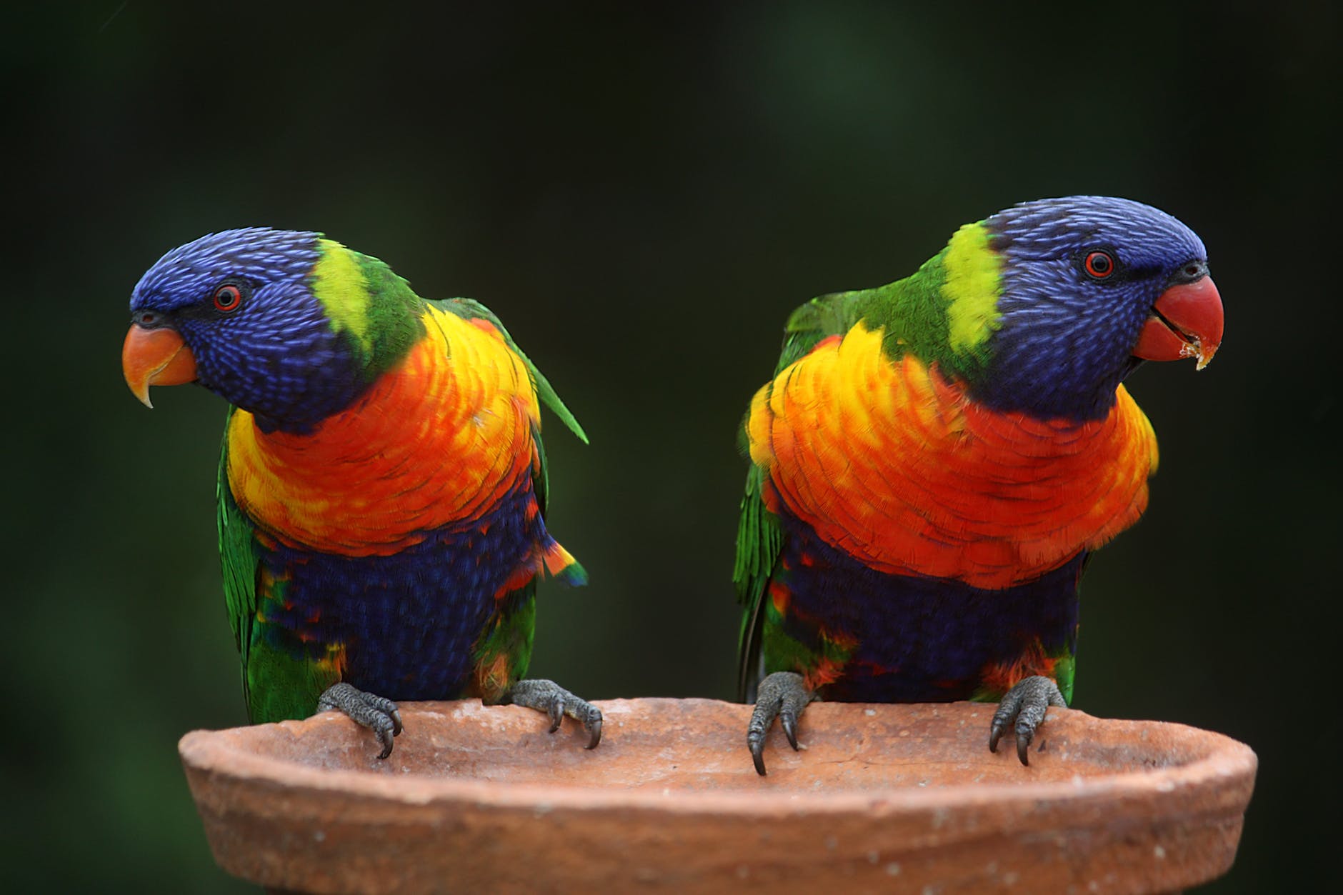 rainbow lorikeet parrots australia rainbow 37833